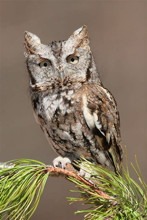 File:Eastern Screech Owl.jpg - Wikipedia