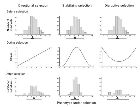 Different modes of phenotypic selection with the trait distribution in... | Download Scientific ...