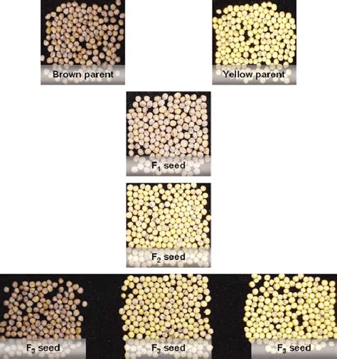 Seed coat color segregation in different F 2 [(ACC-8 ) ACC-9)] and BC 1... | Download Scientific ...