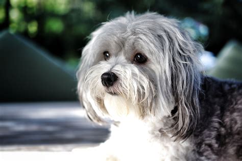 Havanese | Havanese dogs, Bichon dog, Havanese puppies