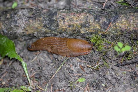 Spanish Slugs Invasion in Garden Stock Image - Image of danger, living ...