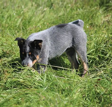 Miniature Blue Heeler Puppies, Mini Heeler Puppies For Sale