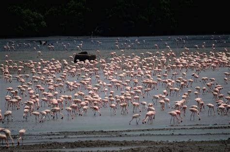 Flamingoes at Sewri Jetty