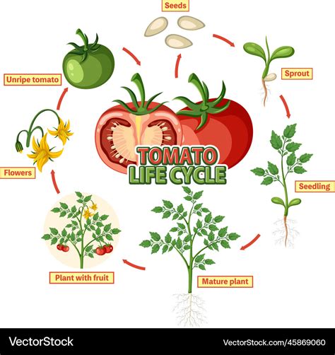 Life Cycle Of A Tomato Plant Worksheet