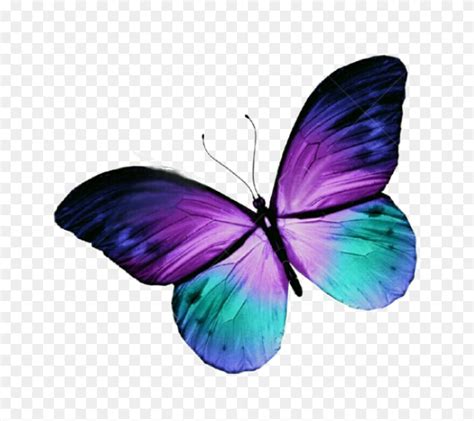 Download Butterfly Tattoo Purple Blue Free Hq Image Clipart - Purple ...