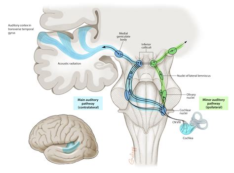 Auditory System – Oto Surgery Atlas