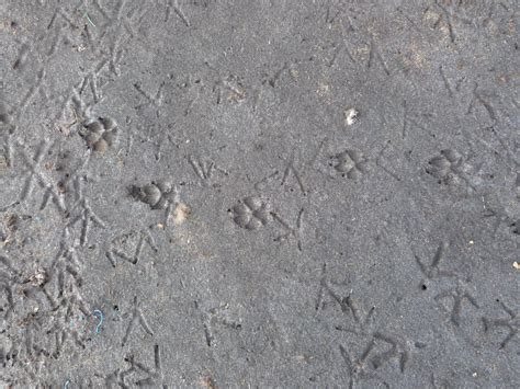 Coyote tracks?