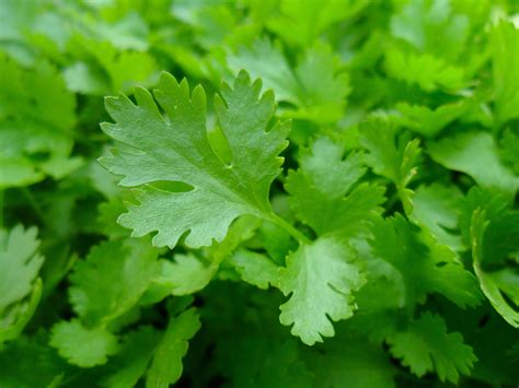 Parsley: Planting, Growing, and Harvesting Parsley Plants | The Old ...