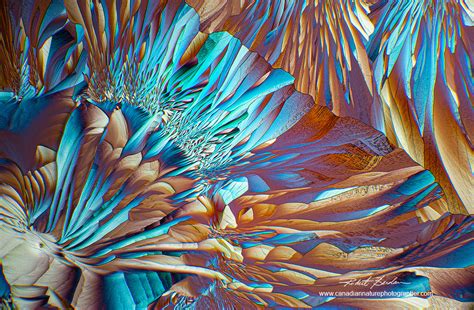 Crystals with a Polarizing Microscope for Art’s Sake - Canadian Nature Photographer