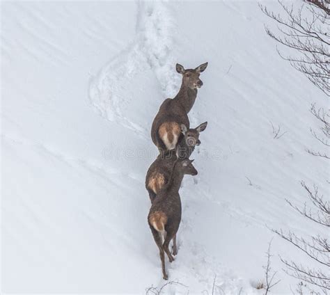 Deer in the snow stock photo. Image of freezing, snowfall - 109216194