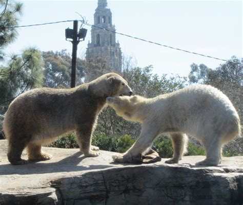 My Polar Bear Friends and Friends of Polar Bears: A San Diego Friendship