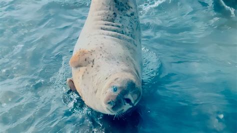 Rare Animals in China: Spotted Seal - CGTN