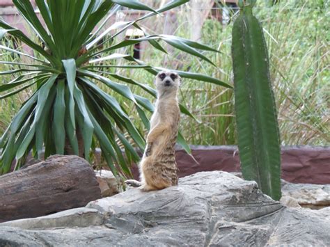 Free Images : grass, plant, animal, wildlife, zoo, fauna, thailand, meerkat, ecosystem, ranger ...