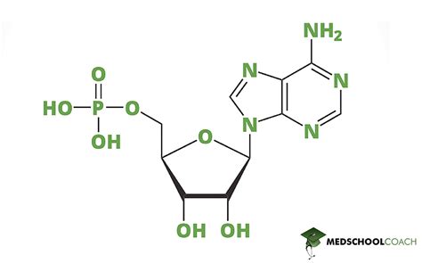 Nucleotides – MCAT Biochemistry | MedSchoolCoach