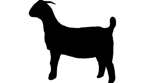 Free Pygmy Goat Cliparts, Download Free Pygmy Goat Cliparts png images, Free ClipArts on Clipart ...