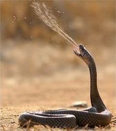 Mozambique Spitting Cobra - Snake Facts