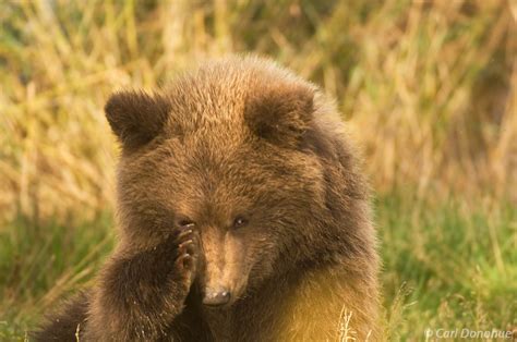 Grizzly Bear Cub Photos | Carl Donohue Photography