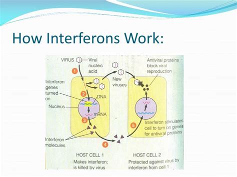 PPT - The Immune System PowerPoint Presentation - ID:2111214