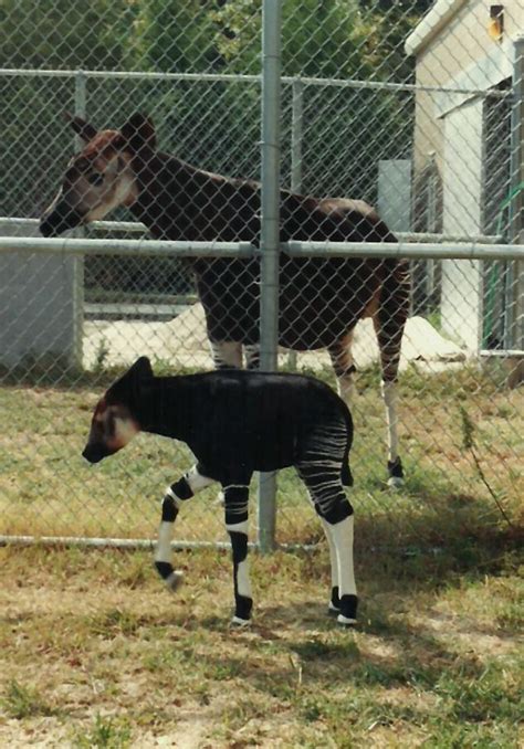 Keeper of the Zoo: Baby Okapi at the Bronx Zoo