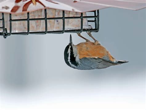 Feeding Wild Birds Suet in Winter