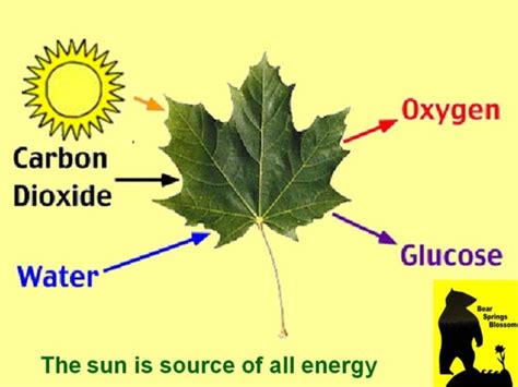 Mother Earth and Environmental Pollution: WHY DO WE NEED TREES?