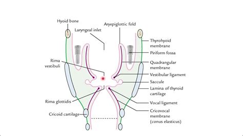 TRUE VOCAL CORDS VS FALSE VOCAL CORDS / VOCAL FOLDS / VESTIBULAR FOLDS ...