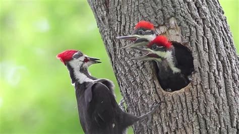 Pileated Woodpecker Mating, Nesting, and Feeding Habits