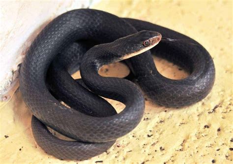 Popular Snake Breeds That Are Black - Embora Pets