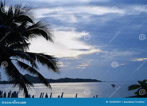 Coconut Palm Tree Sunrise Sunset Sky Sea Ocean Vacation Concept Stock ...