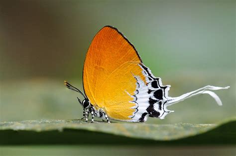 Butterflies of Singapore: Butterflies Galore! : Branded Imperial