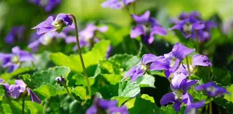 How to Get Rid of Wild Violets Organically • ThreeTwoHome