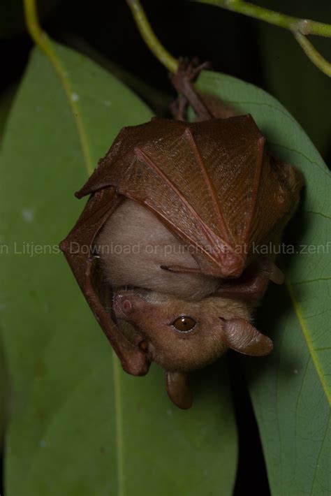 Northern blossom bat with juvenile (Macroglossus minimus) | Flickr