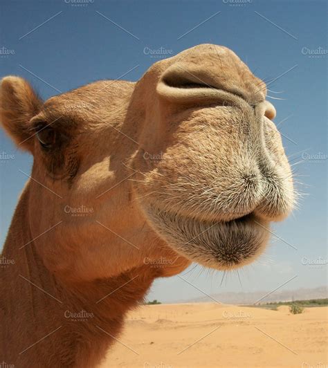 Camels in the desert ~ Animal Photos ~ Creative Market