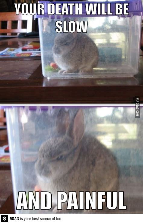 Angry bunny is angry | Funny pictures, Funny puns, Funny memes