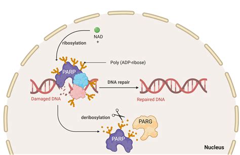 PARG Screening and Profiling