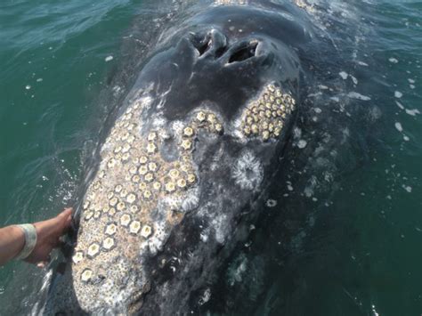 How Do Barnacles Attach to Whales? » Scienceline