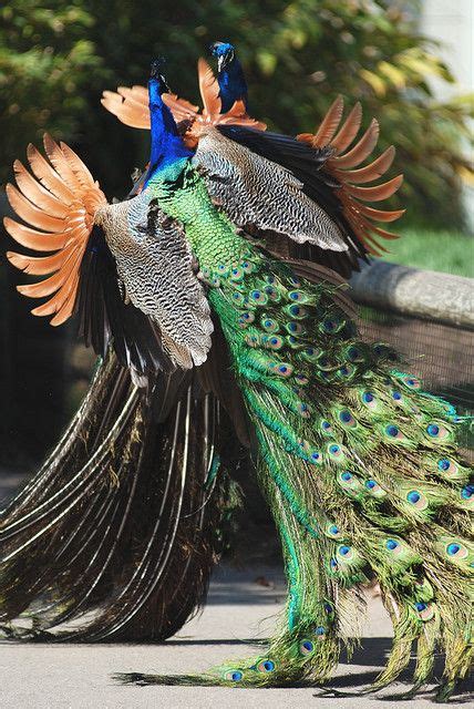 Peacocks Fighting | Beautiful birds, Pet birds, Exotic birds