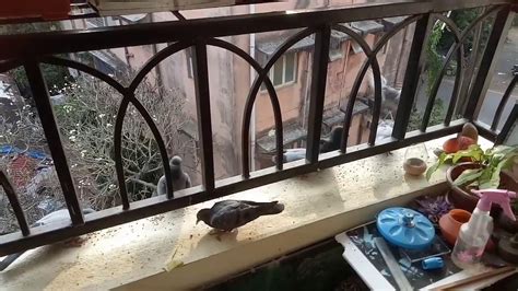 Wild pigeon on my balcony one of them white(pigeon having grain on my balcony in daily basis ...