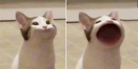 Wide-mouthed Singing cat : r/MemeTemplatesOfficial