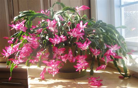 Schlumbergera - Wikipedia, the free encyclopedia | Ev saksı bitkileri, Dikim fikirleri, Bi̇tki̇