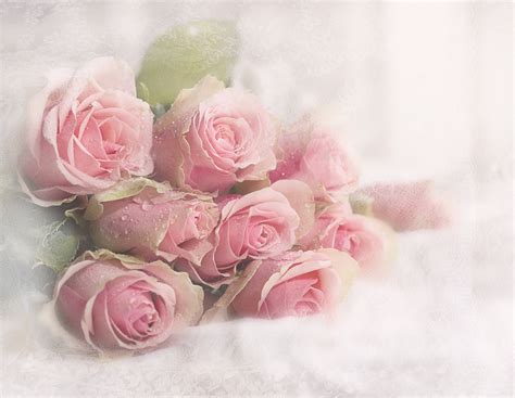 Download Pink Flower Nature Rose HD Wallpaper