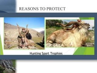 Markhor conservation and status in pakistan | PPT