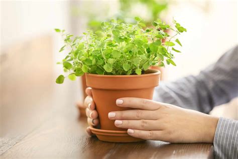 Container Grown Herbs - Incredible Herbs for Growing in Pots