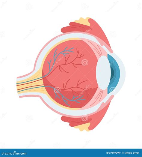 Anatomy of Human Eye stock vector. Illustration of anatomy - 276072971