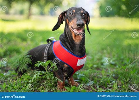 Portrait of a Funny Dog Dachshund, Black and Tan, in Red Harness Sits in the Park. Dog Smiling ...