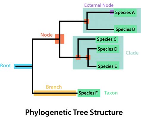 16: Taxonomía y Evolución - LibreTexts Español