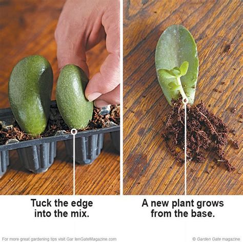 Free succulents! Rooting succulents is simple with these helpful tips ...