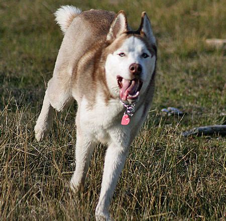 Balto the Siberian Husky | Dogs | Daily Puppy