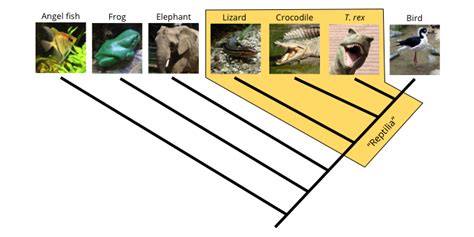 2.4 Phylogenetic Trees and Classification | Digital Atlas of Ancient Life