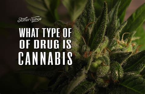 What Type of Drug Is Cannabis? - Stoner Things